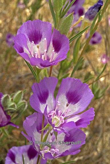 clarkia williamsonii 1 graphic